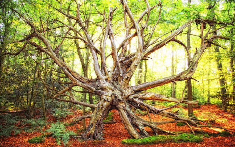 Ancient Tree in Forest — Green, Serene, Autumn