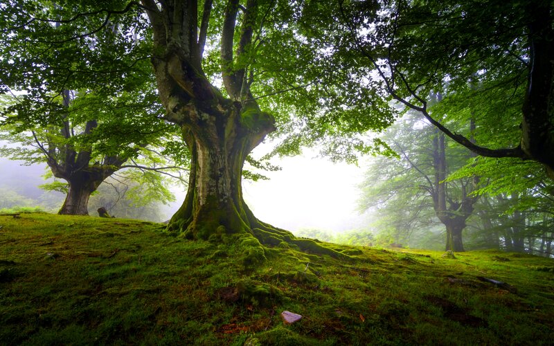 Ancient Tree in Forest — Green, Serene, Morning, Photograph