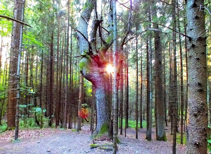 Ancient Tree in Forest — Green, Serene, Sunset