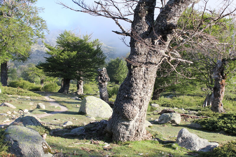 Ancient Tree in Forest — Green, Serene