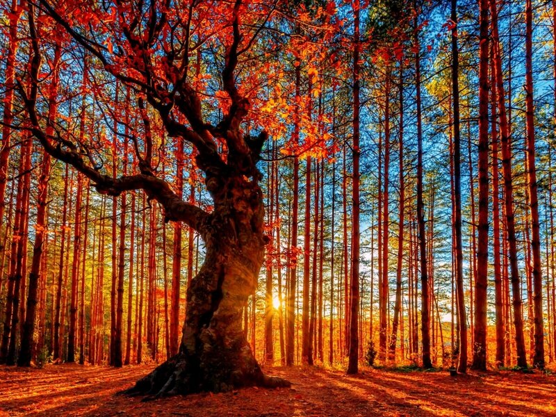 Ancient Tree in Forest — Orange, Dramatic, Sunset
