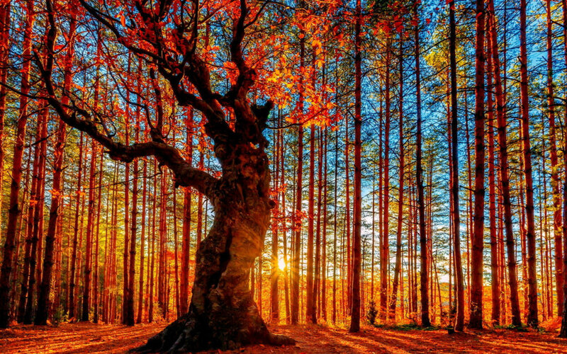 Ancient Tree in Forest — Orange, Dramatic