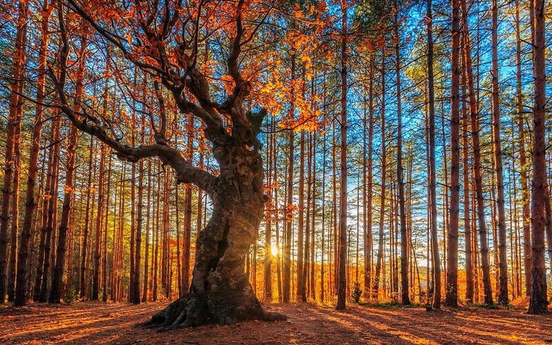 Ancient Tree in Forest — Orange, Serene
