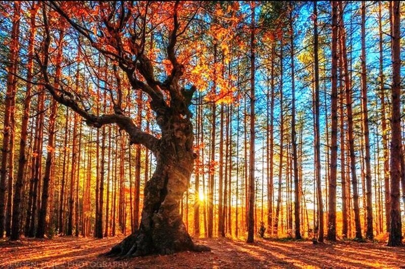 Ancient Tree in Forest — Orange
