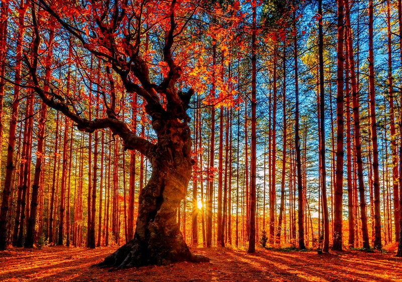Ancient Tree in Forest — Red