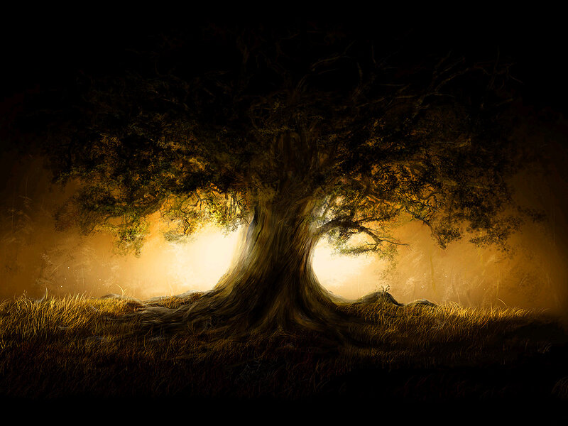 Ancient tree in golden light