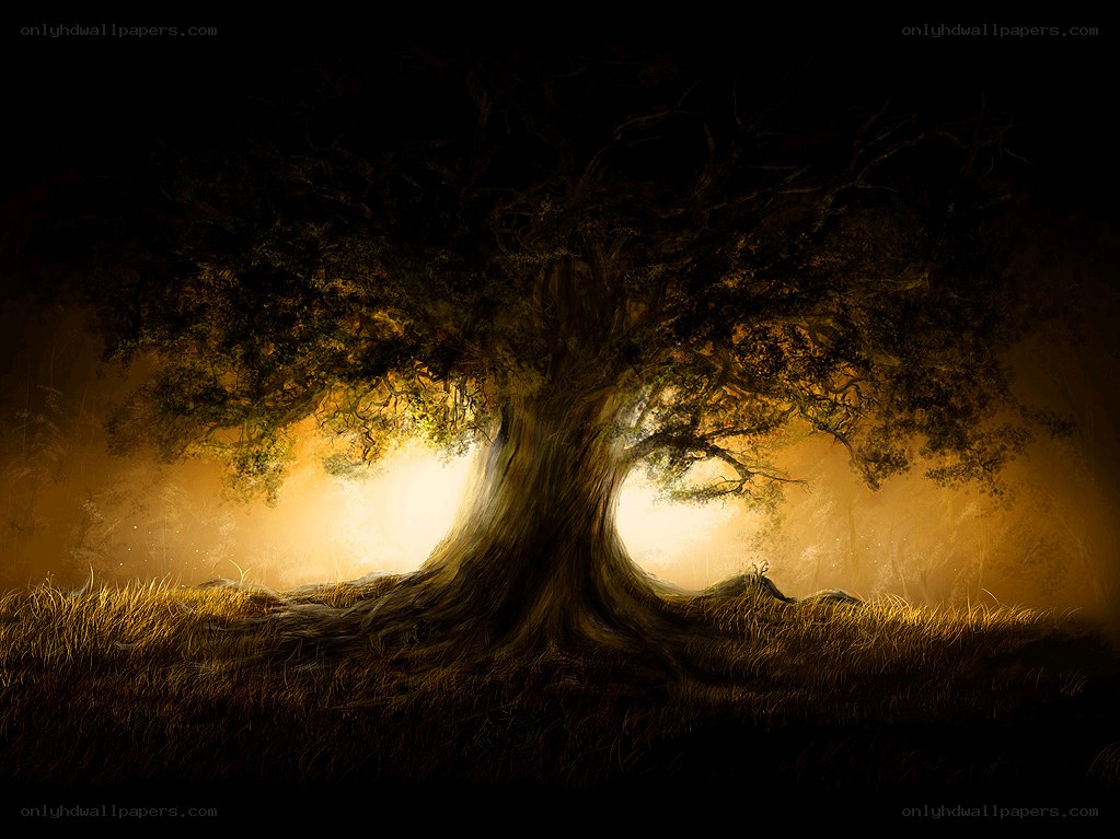 Ancient tree in golden light