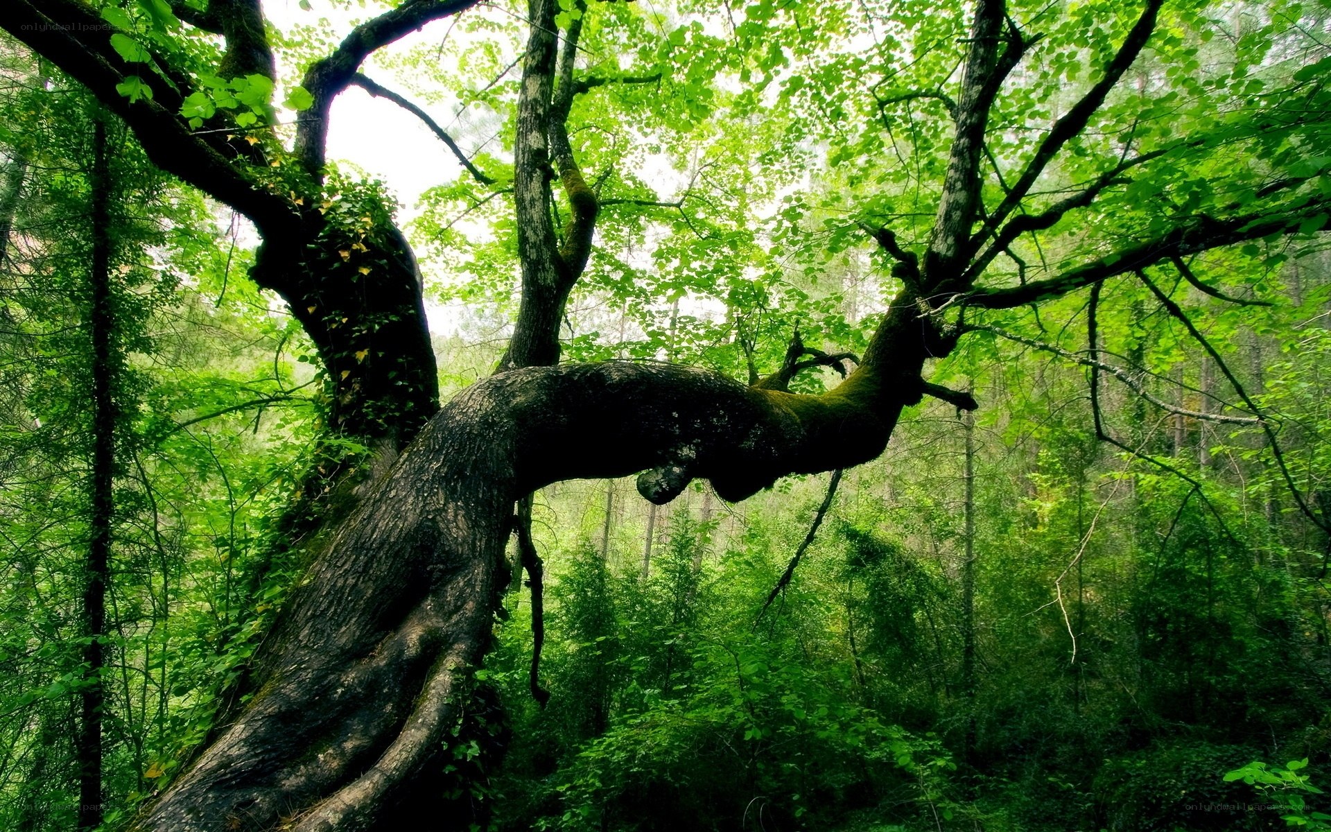 Ancient tree in lush forest