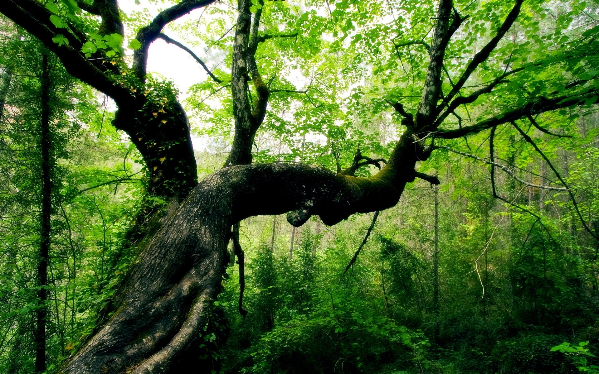 Ancient tree in lush forest