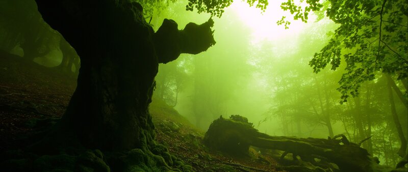 Ancient Tree in Misty Forest