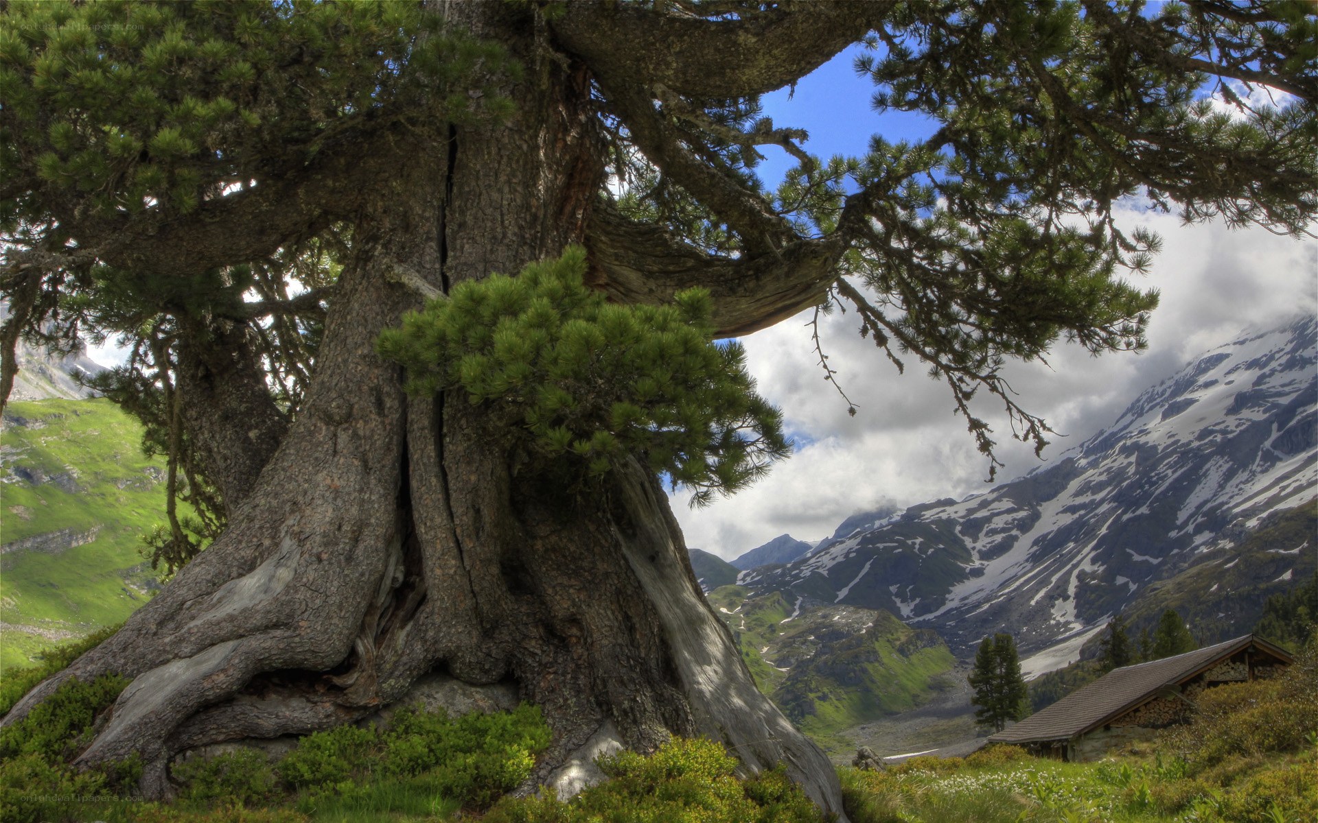 Ancient tree in mountain valley