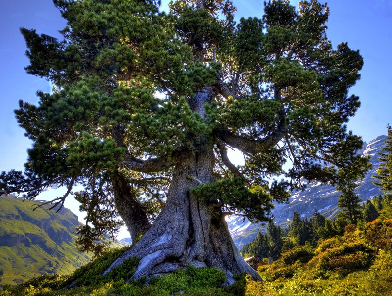 Ancient tree in mountain valley