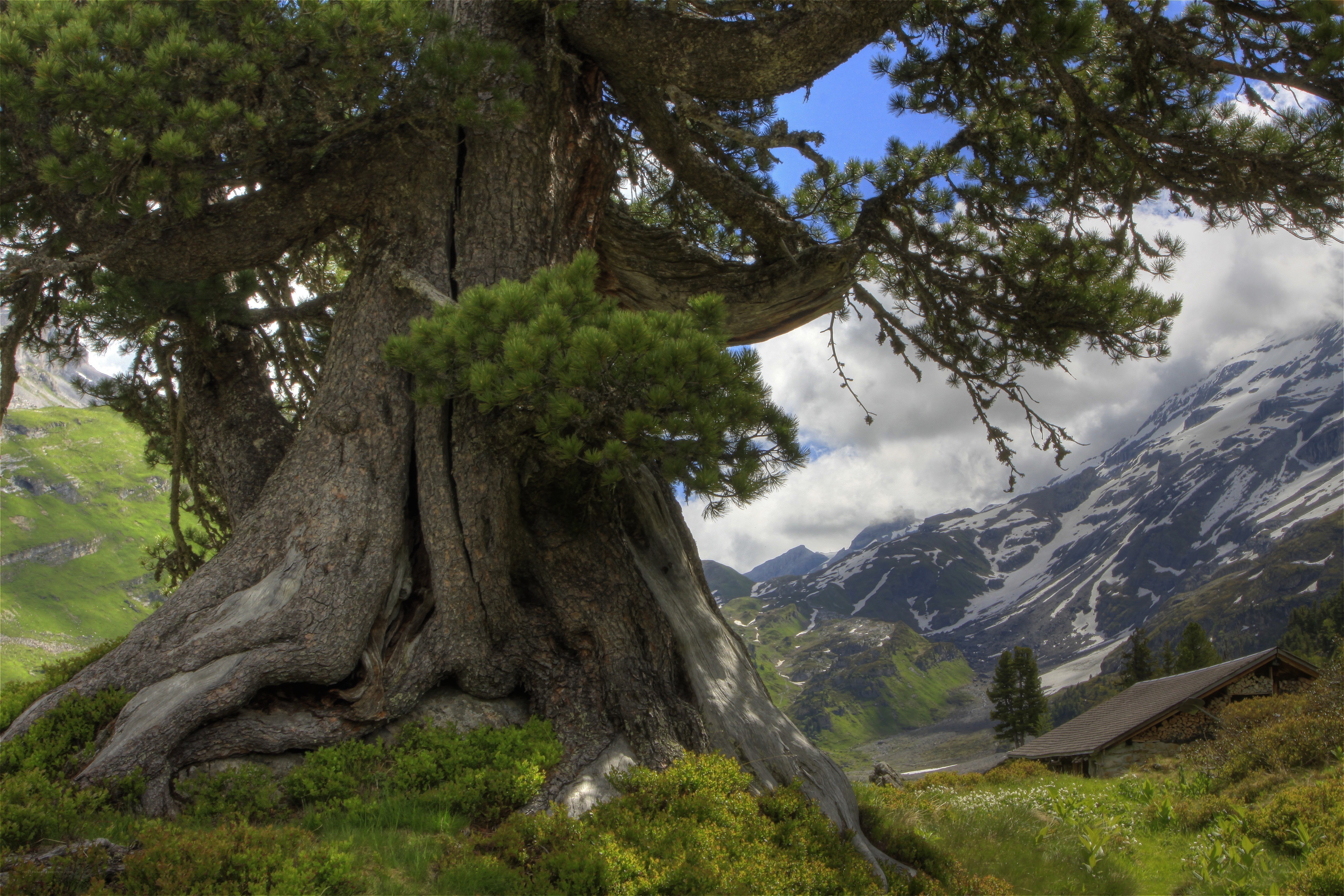 Ancient tree in mountain valley
