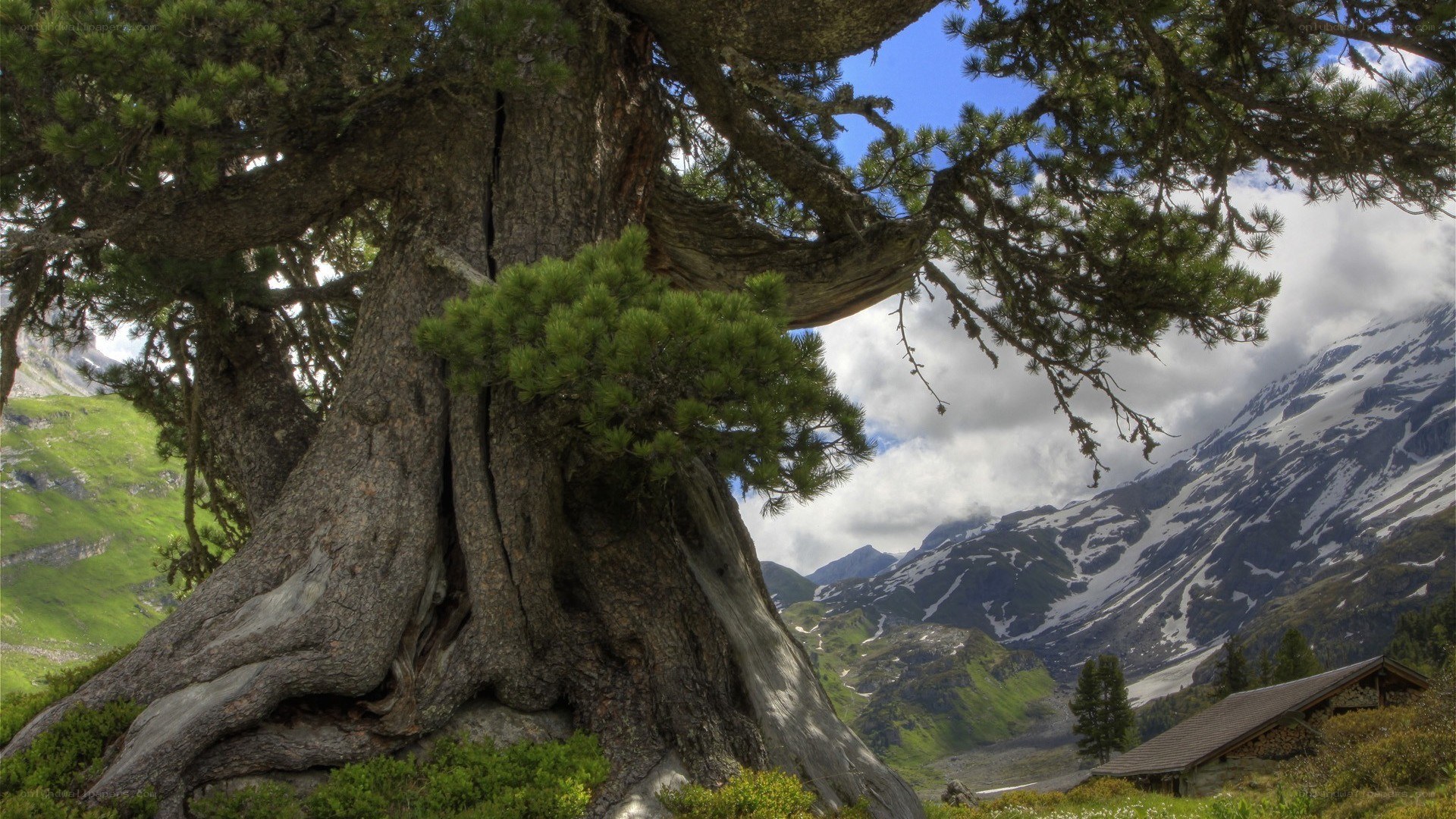 Ancient tree in mountain valley