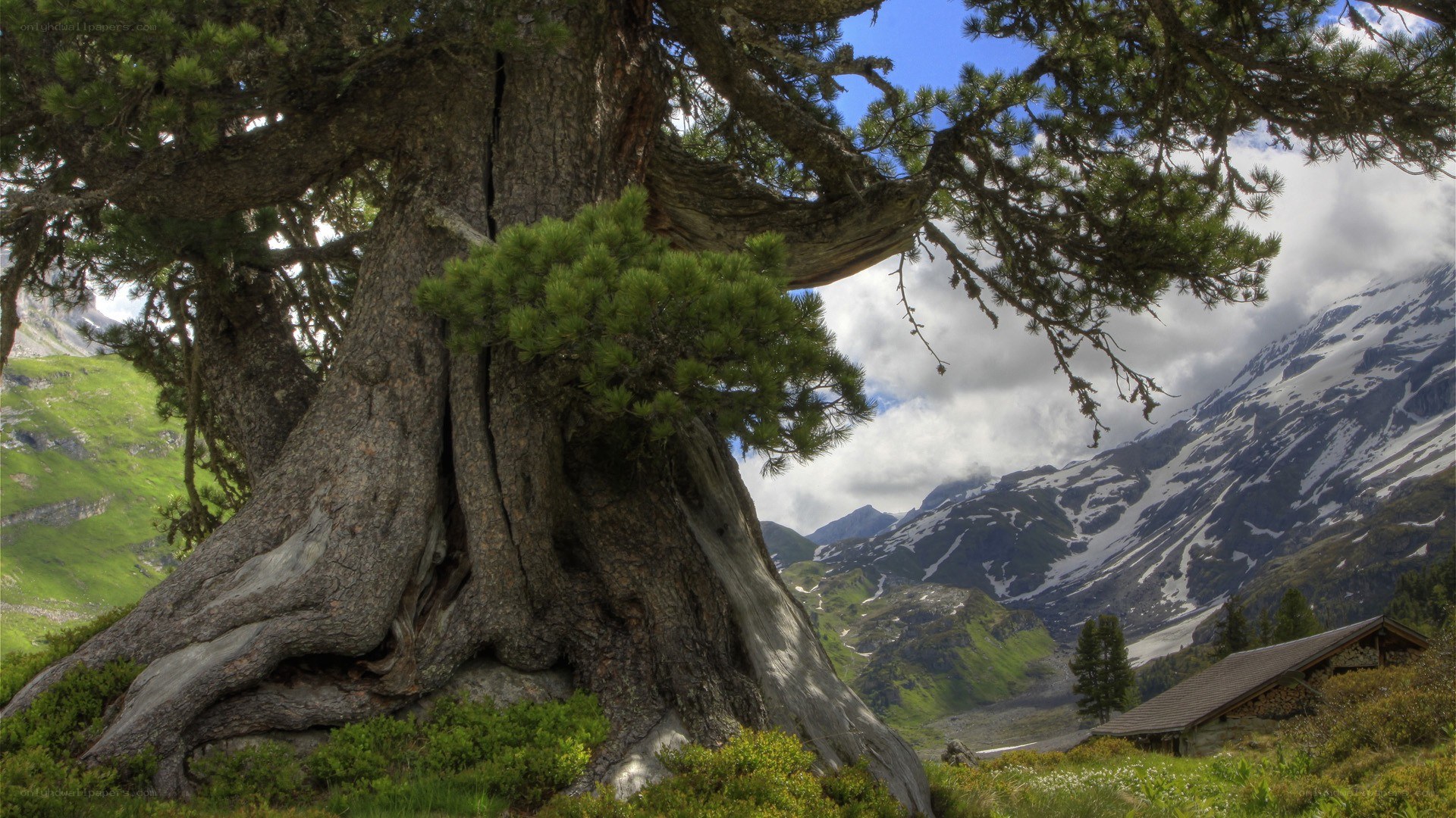 Ancient tree in mountain valley