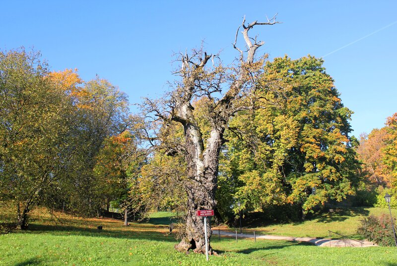 Ancient Tree in Park