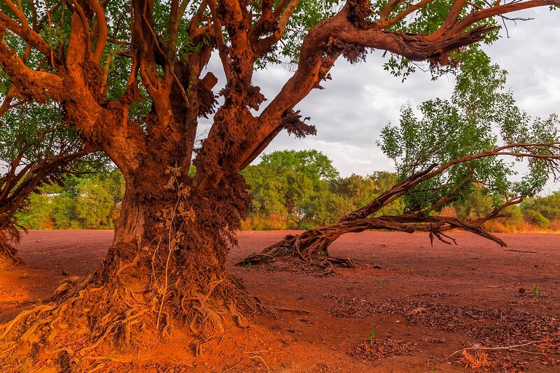 Ancient Tree in Red Soil