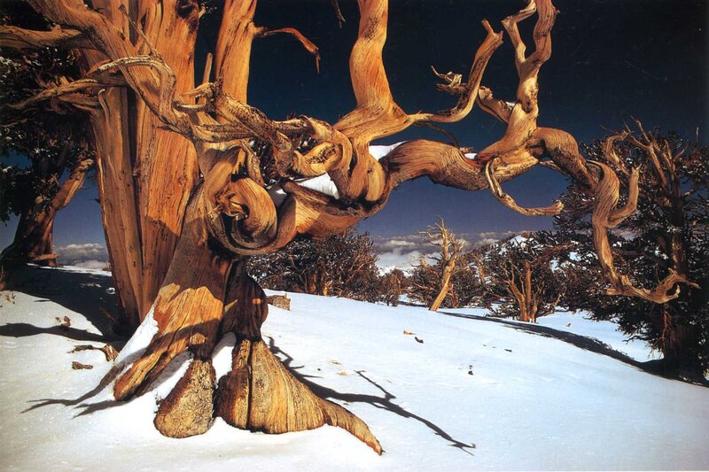 Ancient tree in snowy landscape