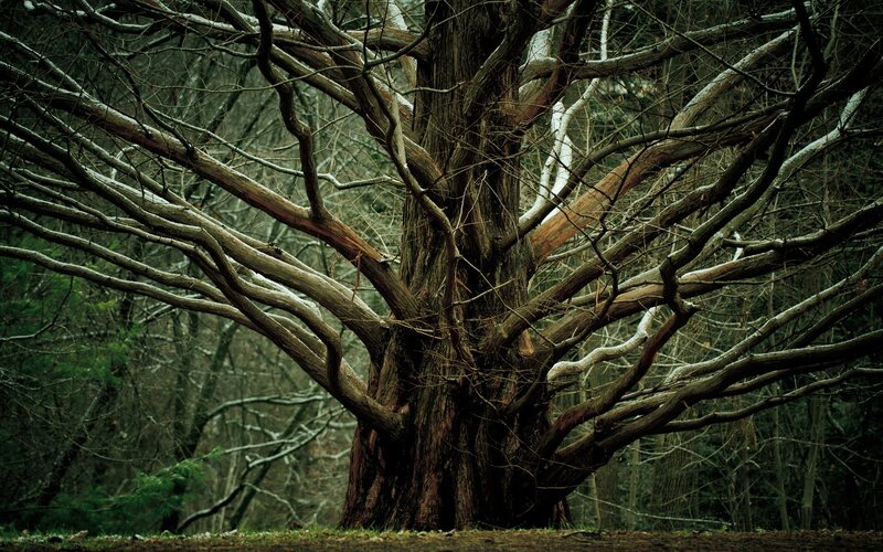 ancient tree in winter forest