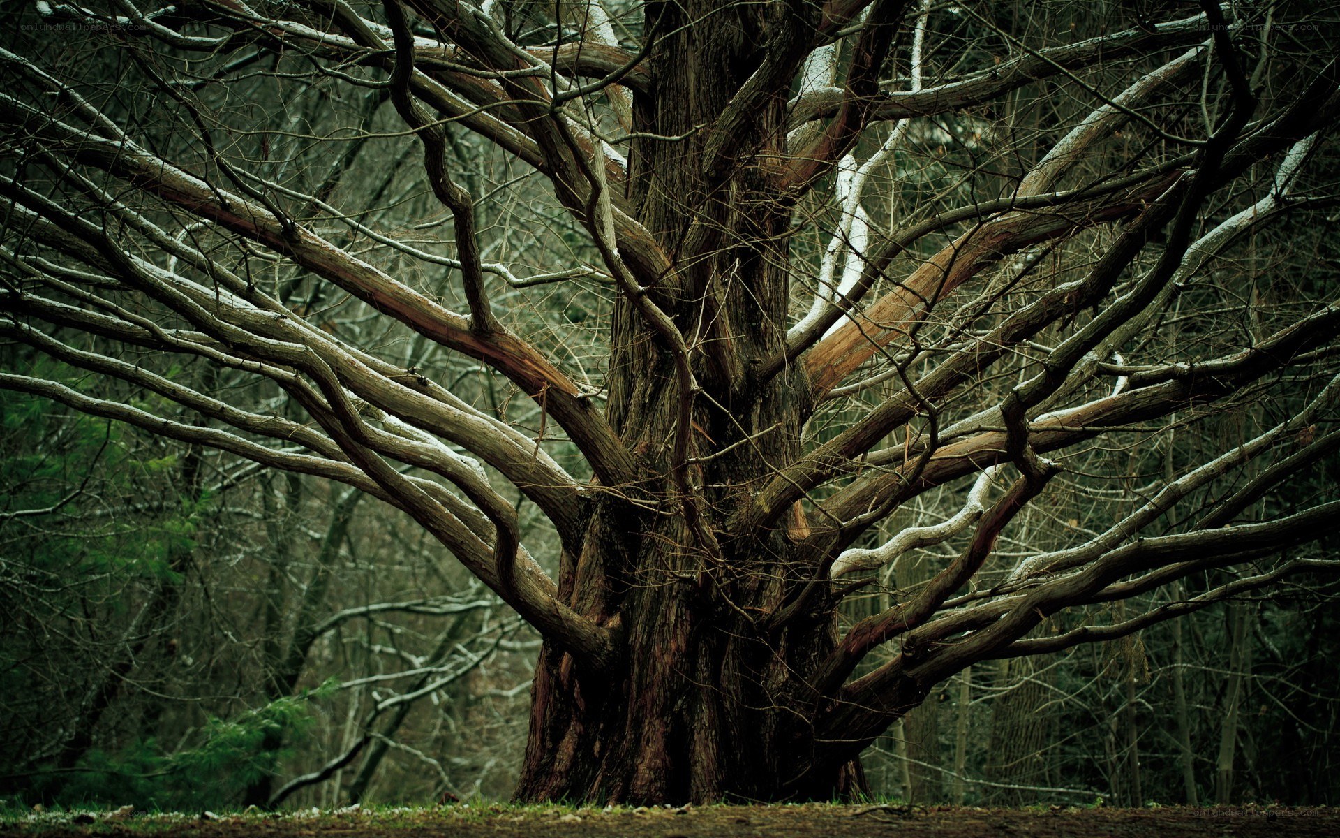 ancient tree in winter forest