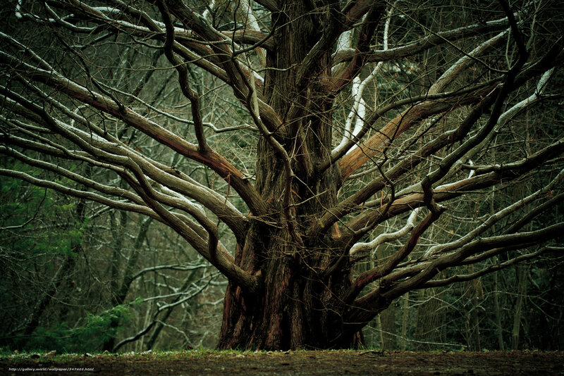Ancient tree in winter forest