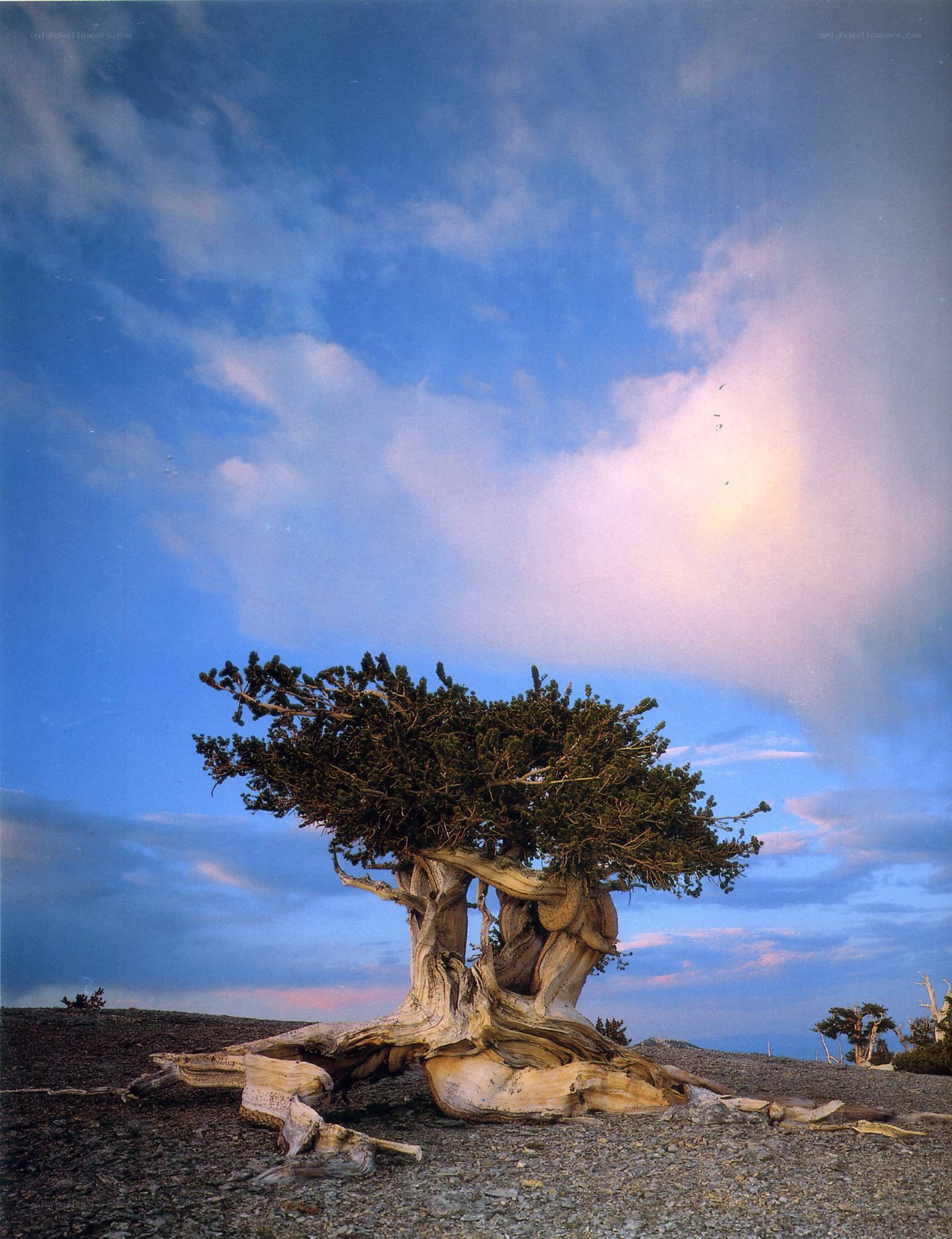 Ancient tree on a rocky hill