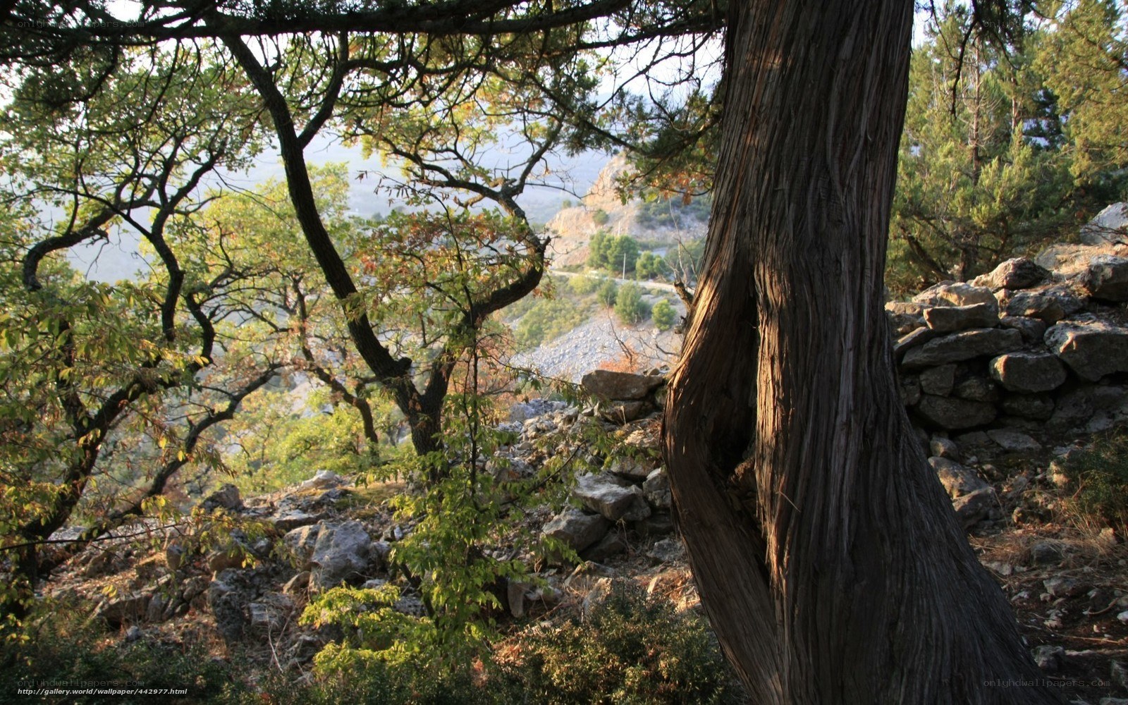 Ancient tree on a rocky hillside