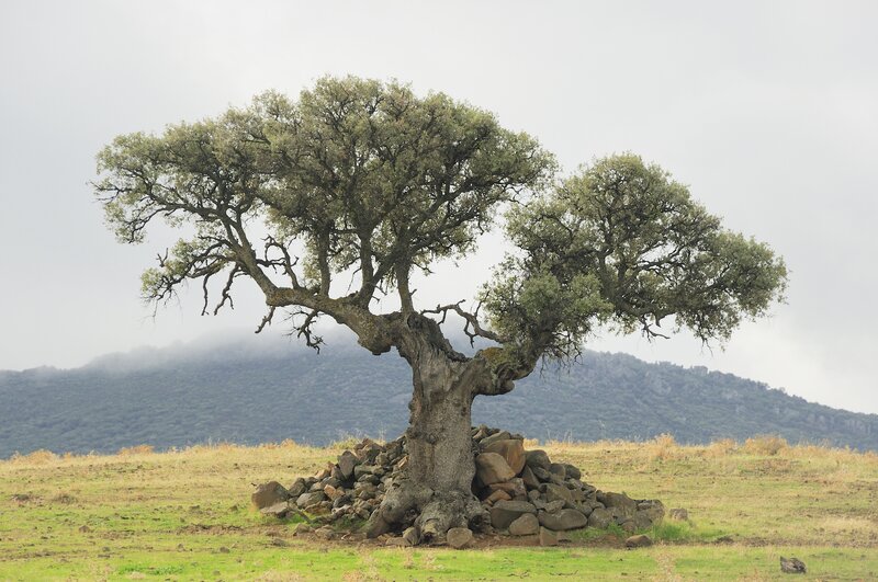 Ancient Tree on Hill