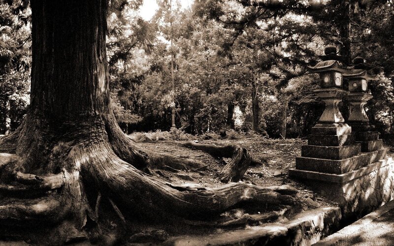 Ancient Tree Roots