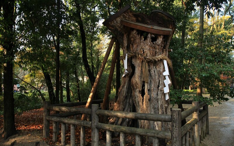 ancient tree shrine in forest