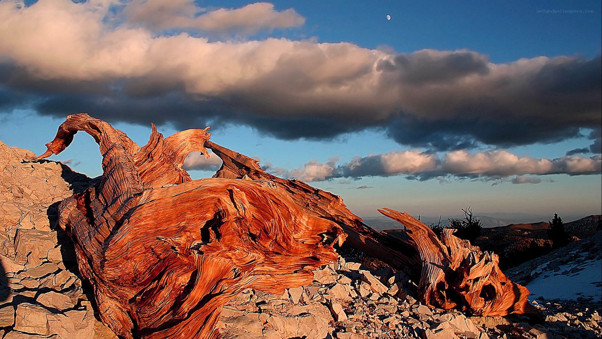 Ancient tree stump at sunset