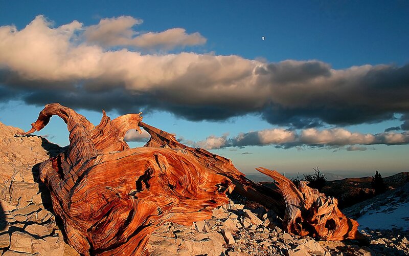 Ancient tree stump at sunset