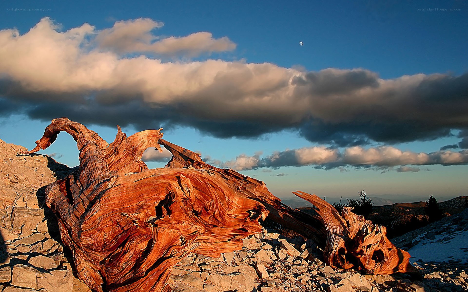 Ancient tree stump at sunset