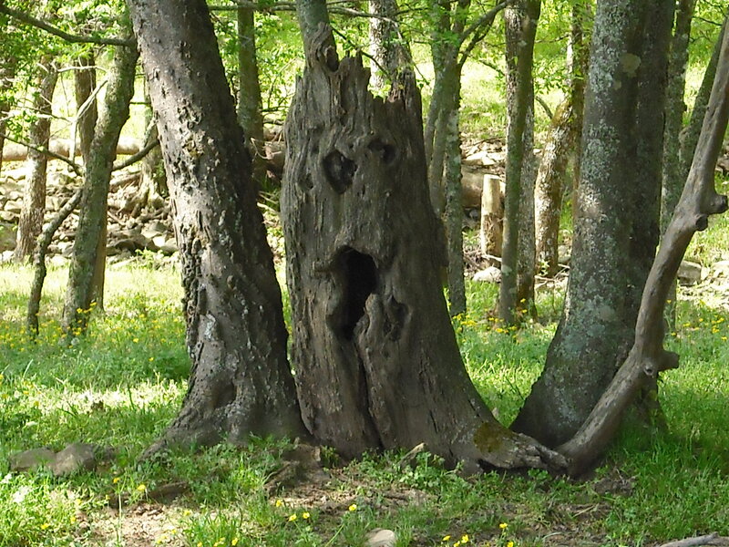 ancient tree stump in forest