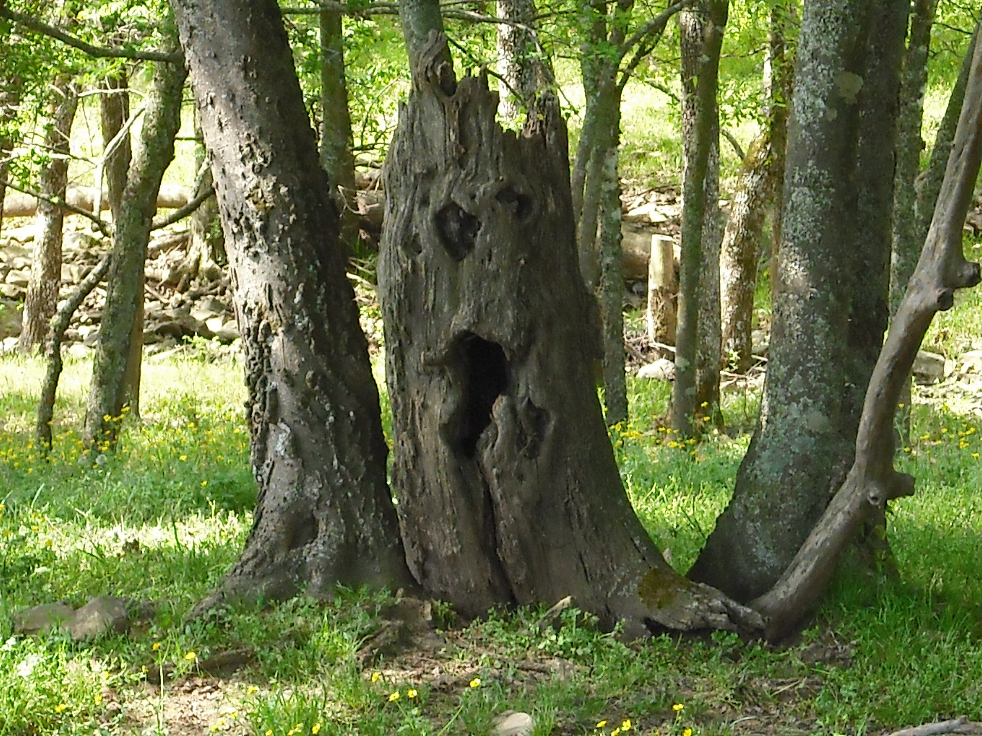 ancient tree stump in forest