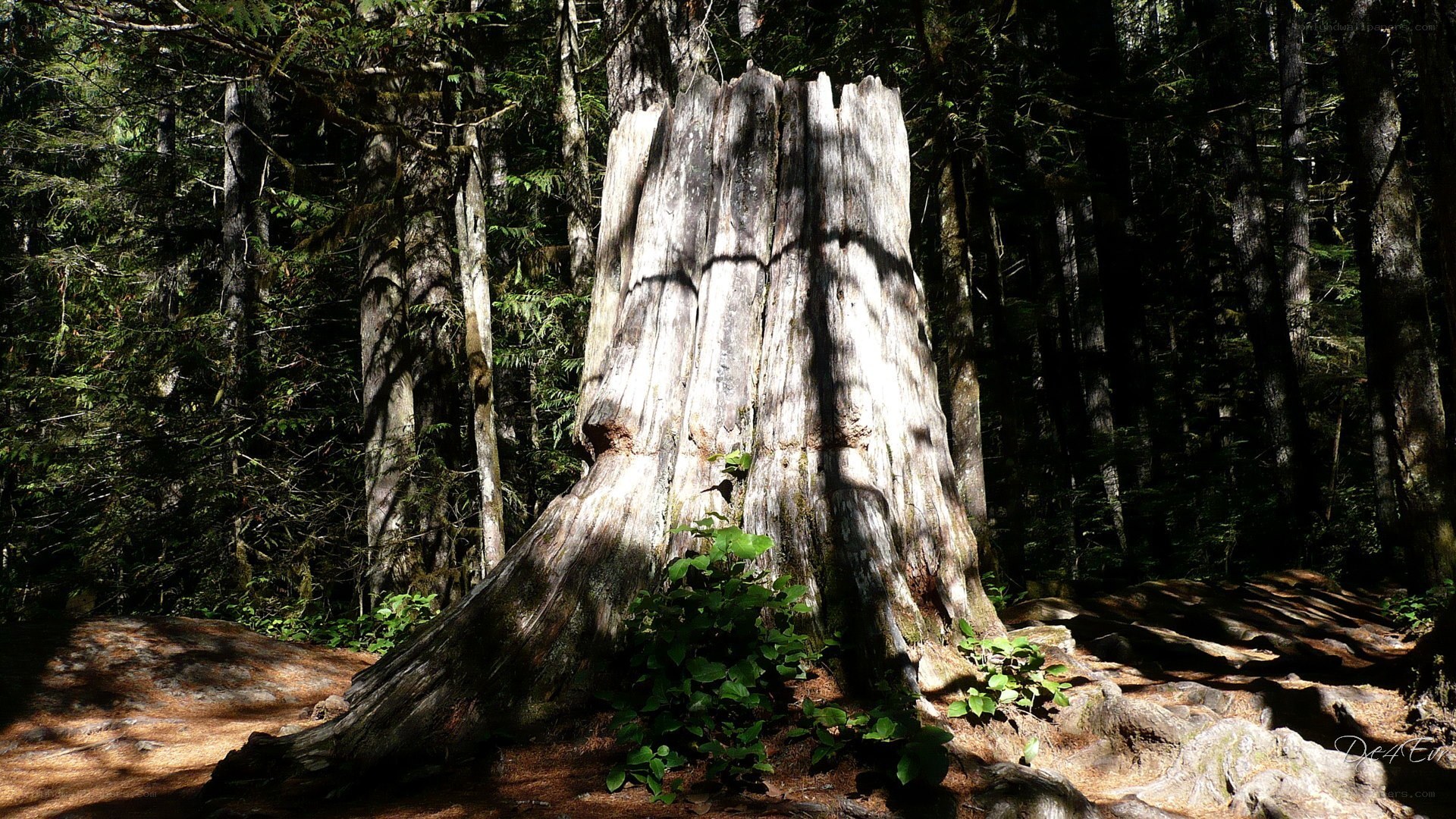 ancient tree stump in forest