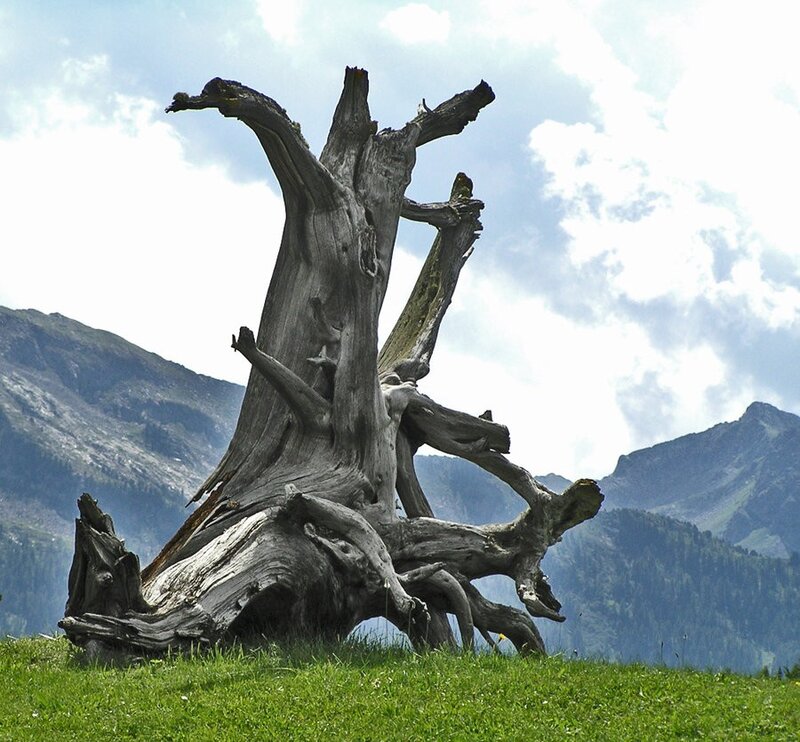 Ancient tree stump in mountains