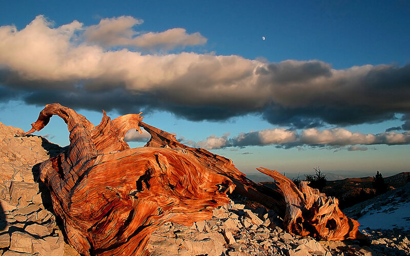 Ancient tree stump on mountain