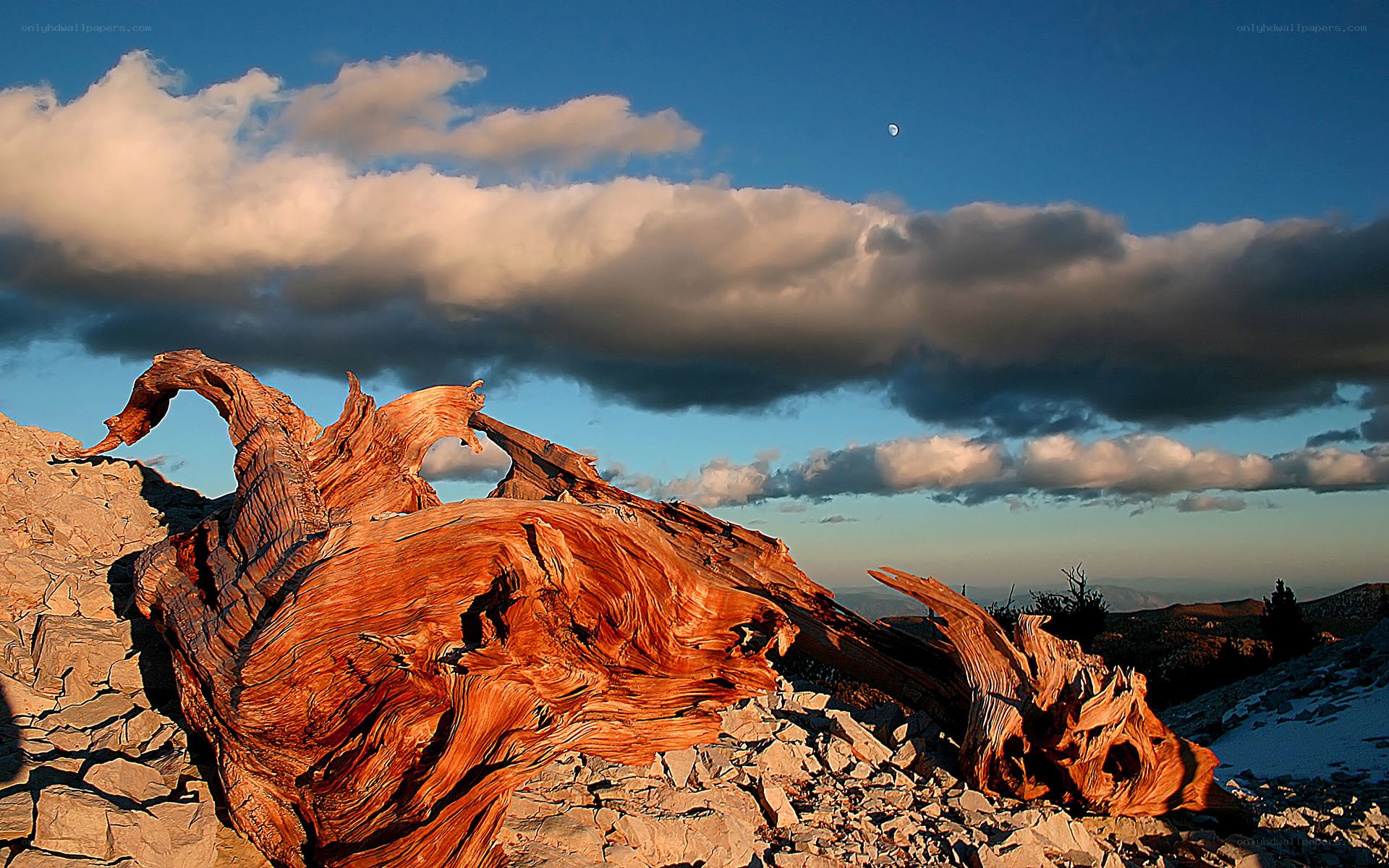 Ancient tree stump on mountain