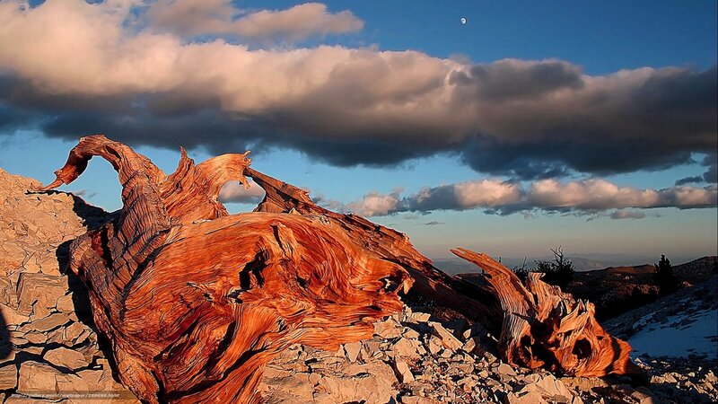 Ancient tree stump on mountain