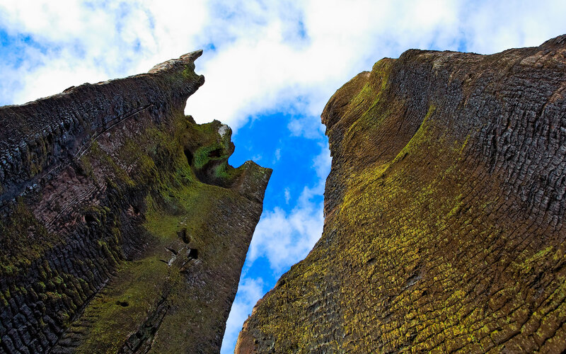 ancient tree stumps
