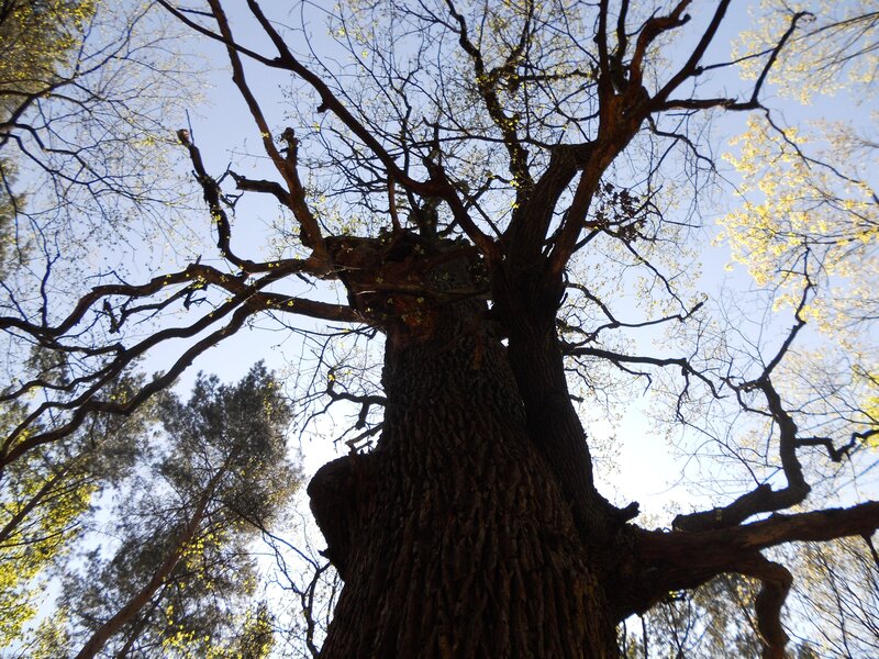 Ancient Tree Trunk — Brown