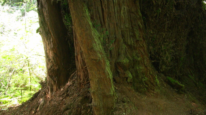 Ancient Tree Trunks