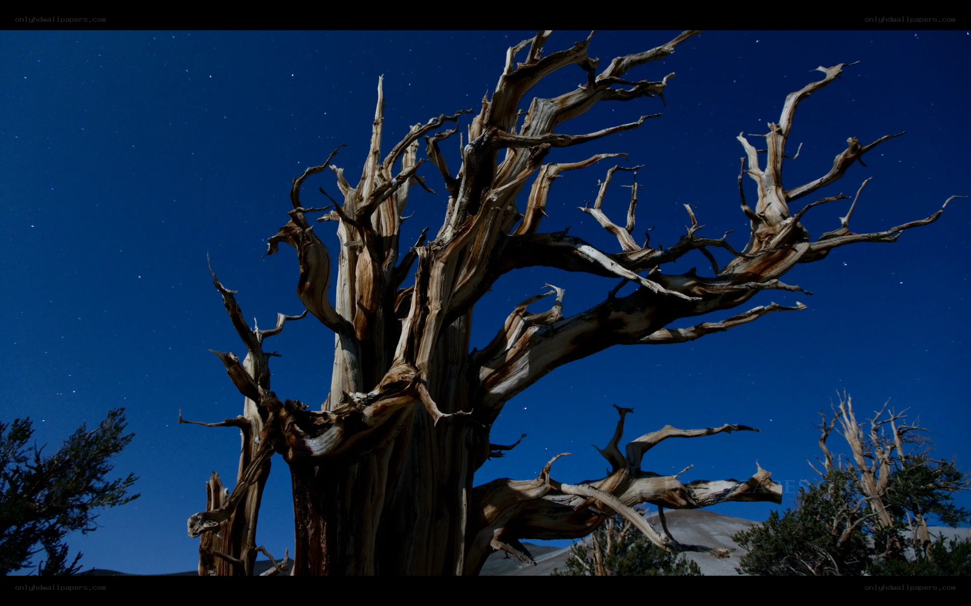 Ancient tree under starry sky