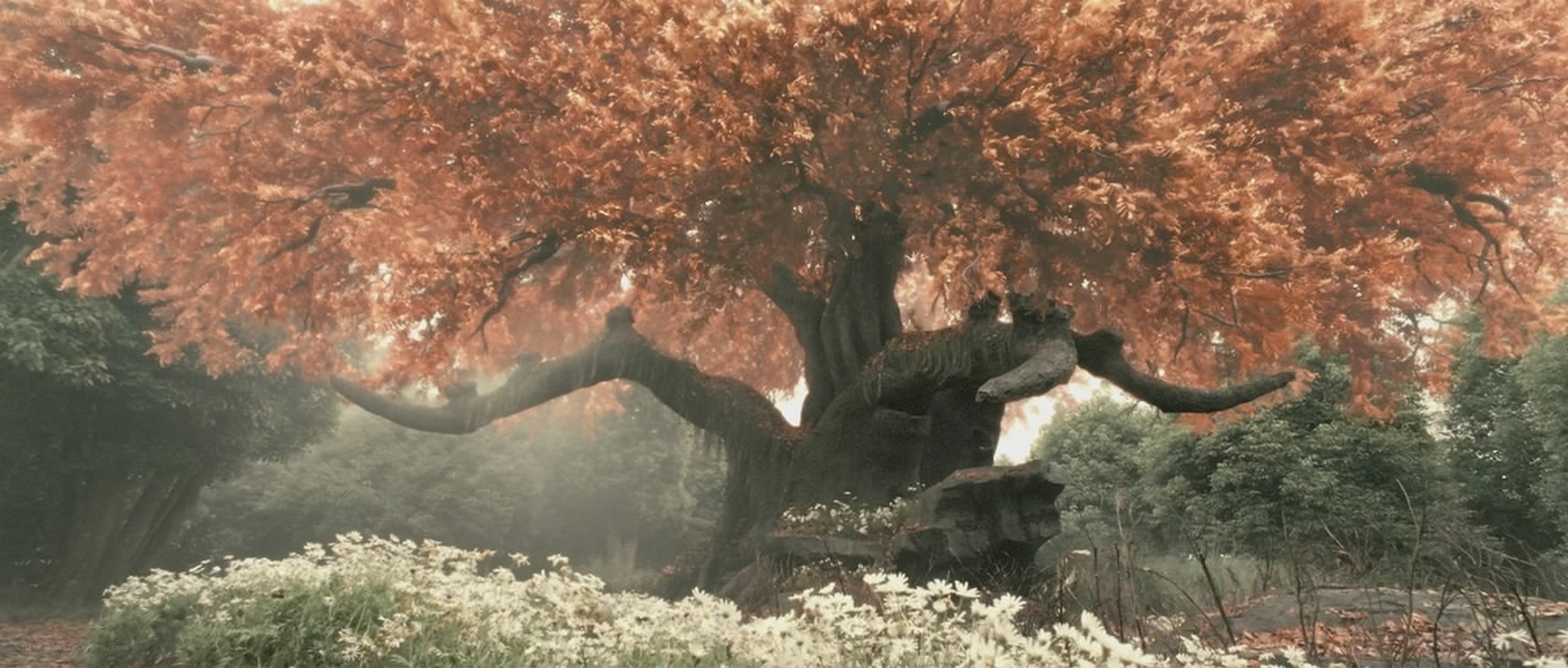 ancient tree with autumn leaves