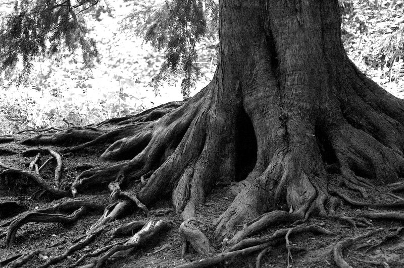 ancient tree with exposed roots