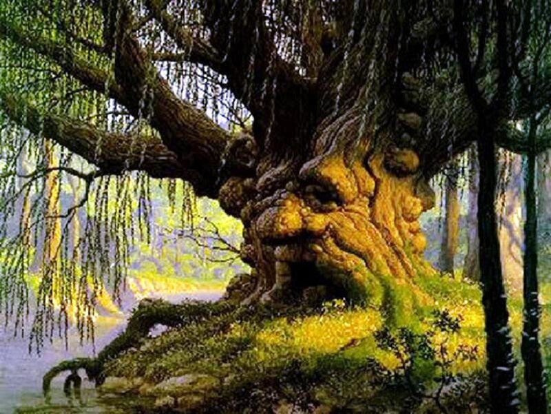 ancient tree with face