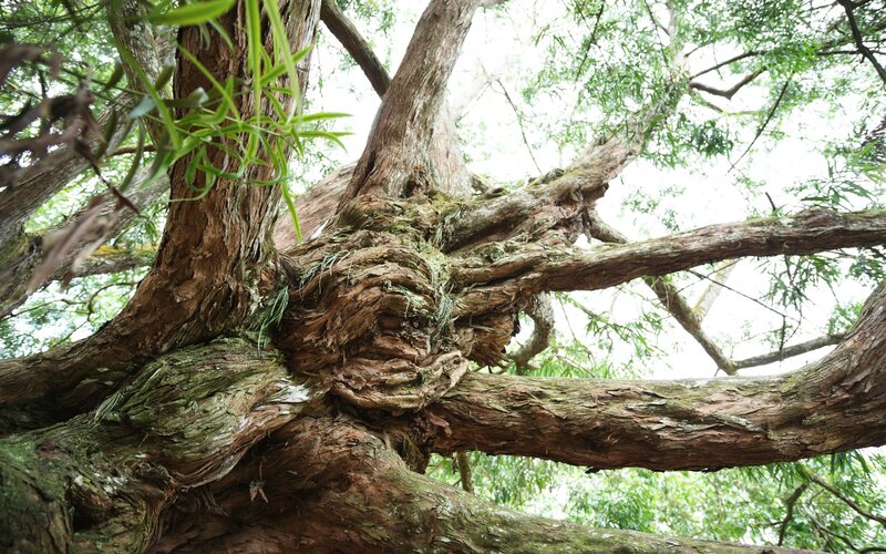 ancient tree with gnarled branches