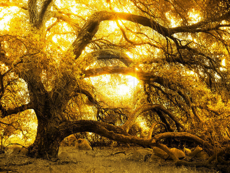 Ancient Tree with Golden Leaves