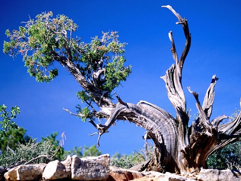 Ancient tree with green foliage